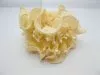 20 New Ivory Elastic Hair Tie Scrunchies Hair Elastic 20 New Ivory Elastic Hair Tie Scrunchies Hair Elastic