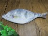 1Pc New White Fish Shape Pencil Case Zipper Bag 1Pc New White Fish Shape Pencil Case Zipper Bag